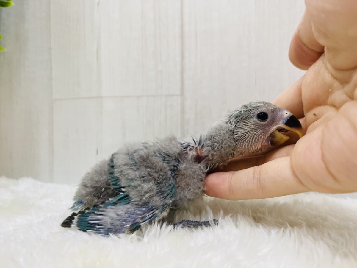 コザクラインコ（小桜インコ）