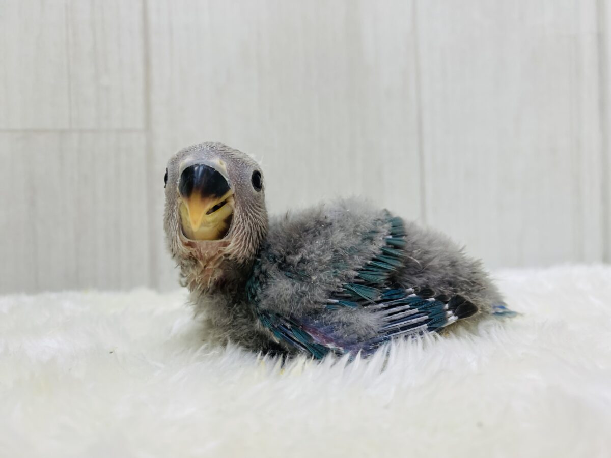 コザクラインコ（小桜インコ）