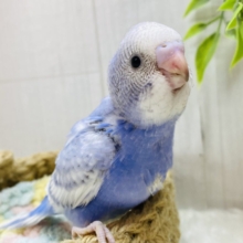 ほわ〜ん🫧優しさ溢れる🩵セキセイインコスパングル