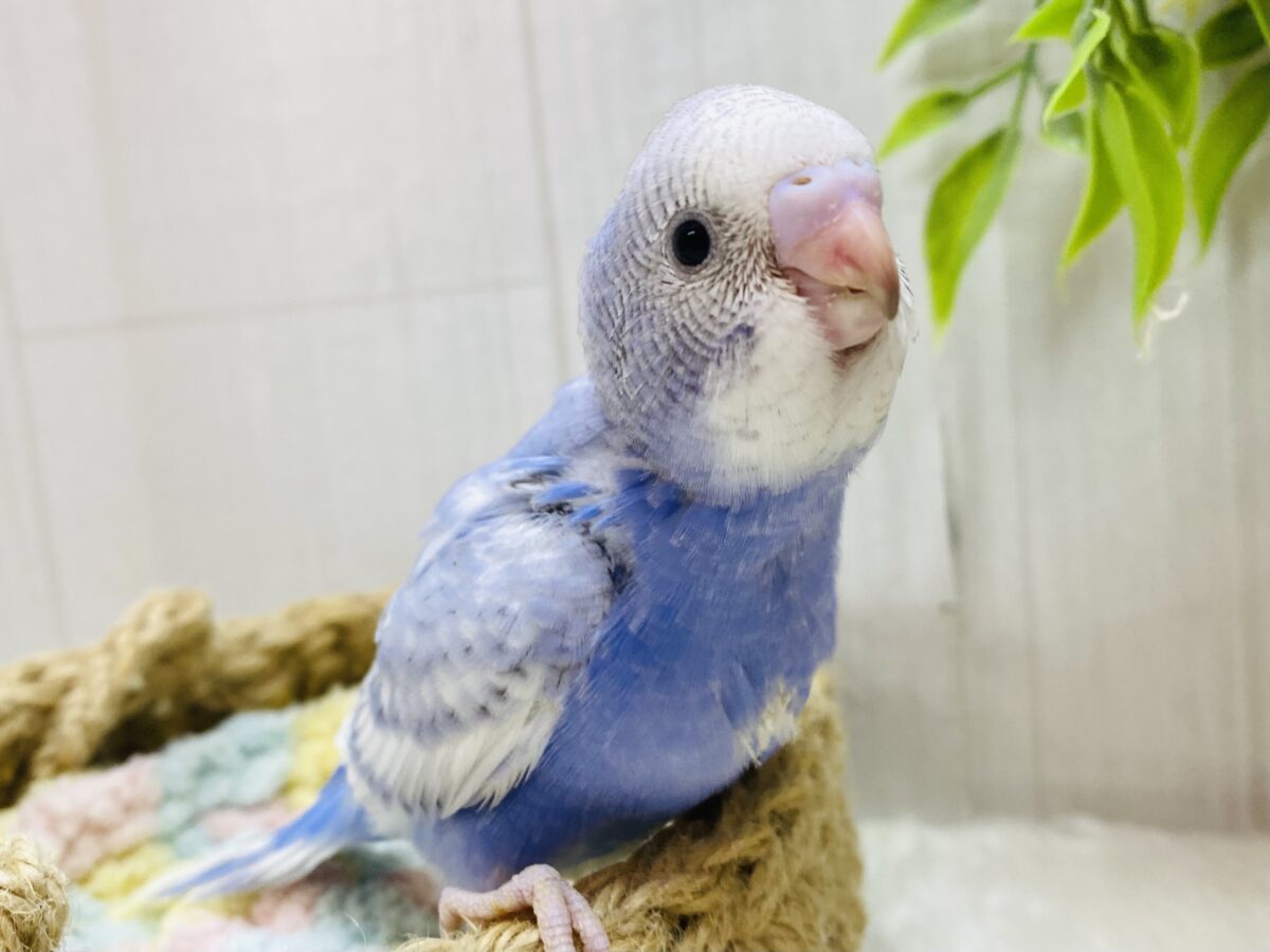 ほわ〜ん🫧優しさ溢れる🩵セキセイインコスパングル