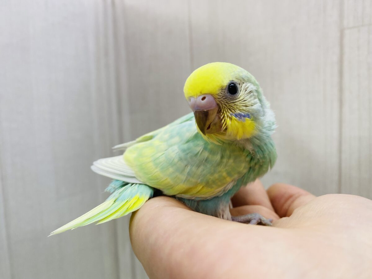 セキセイインコ