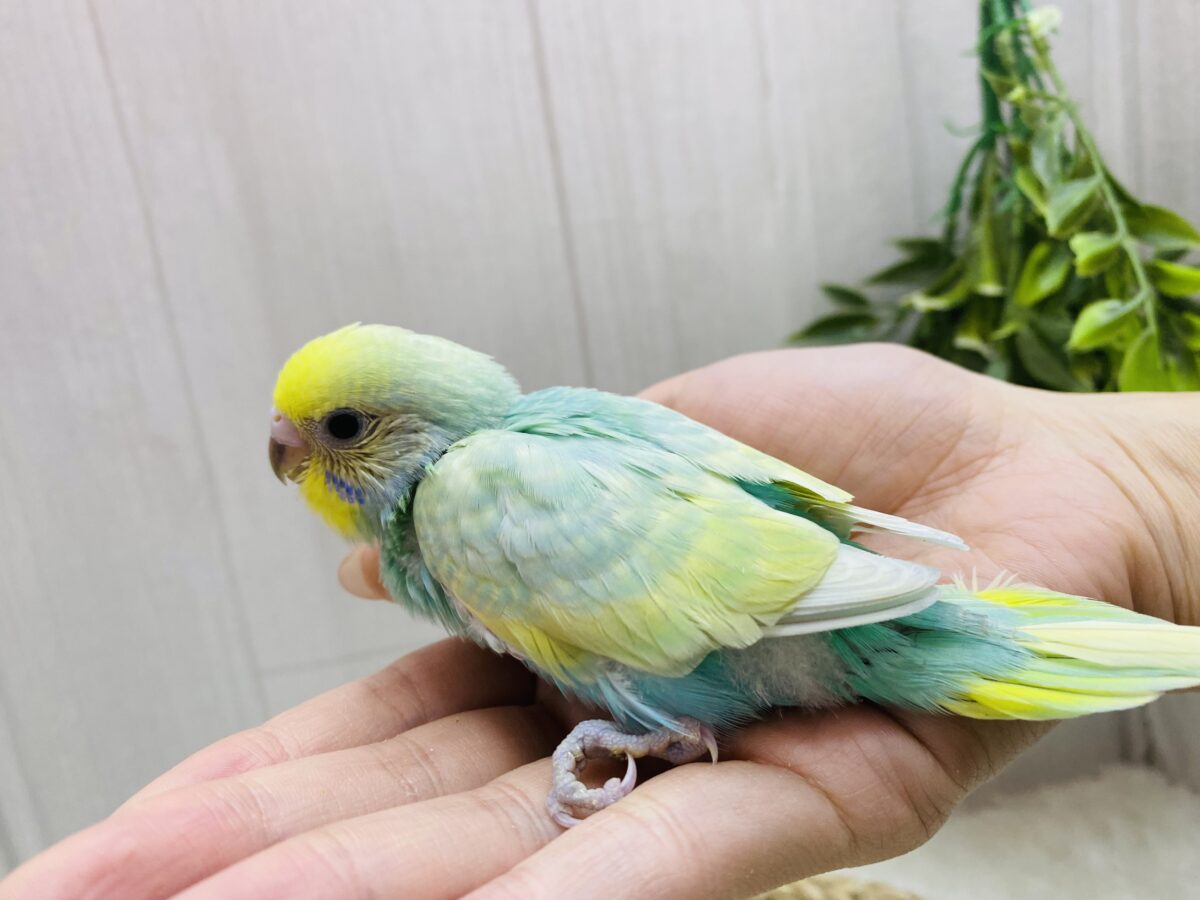 セキセイインコ