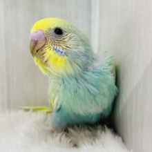 🌼お花畑から迷い込んだ小さな妖精💚セキセイインコ（パステルカラーレインボー）🫧