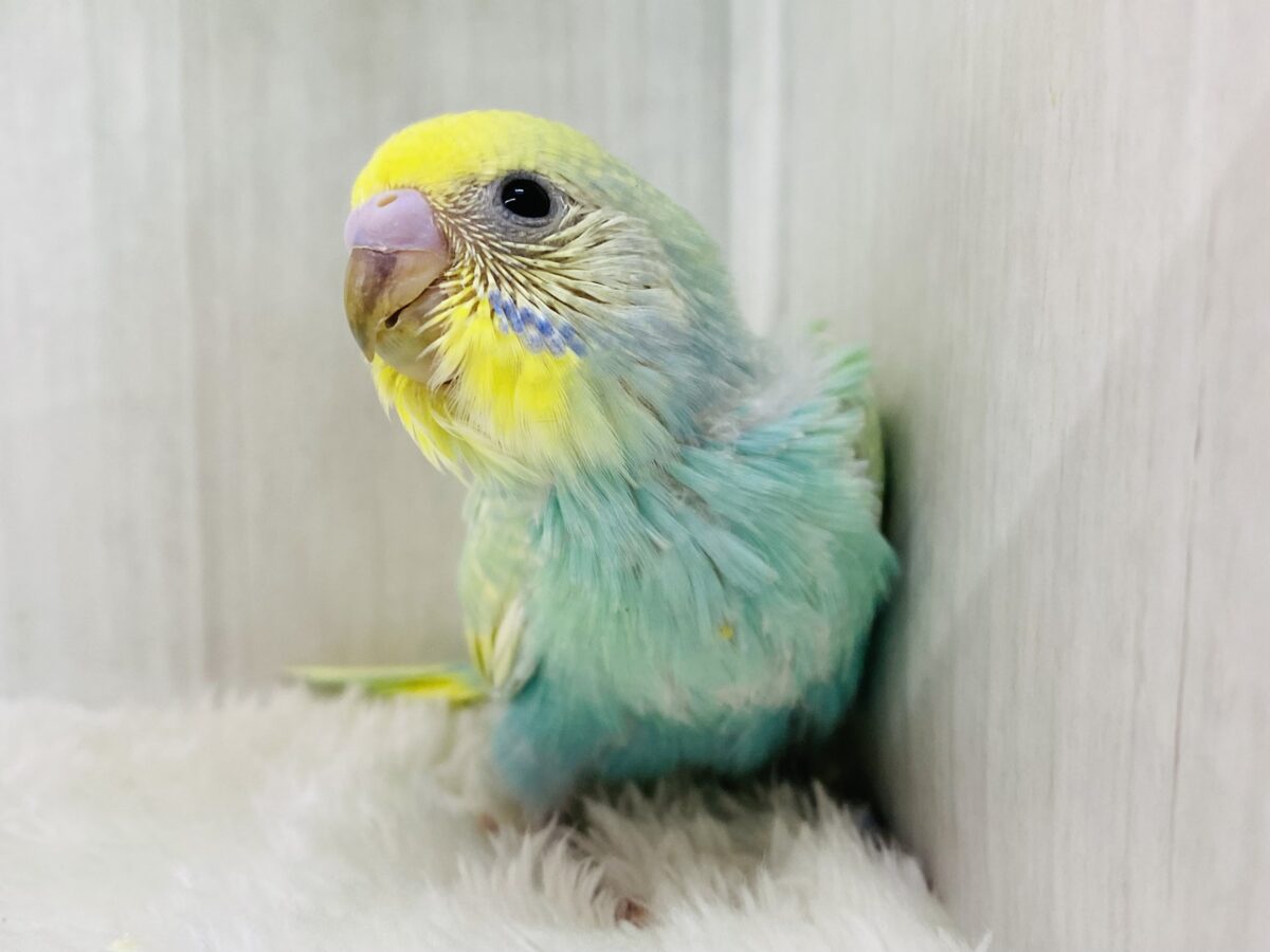 🌼お花畑から迷い込んだ小さな妖精💚セキセイインコ（パステルカラーレインボー）🫧