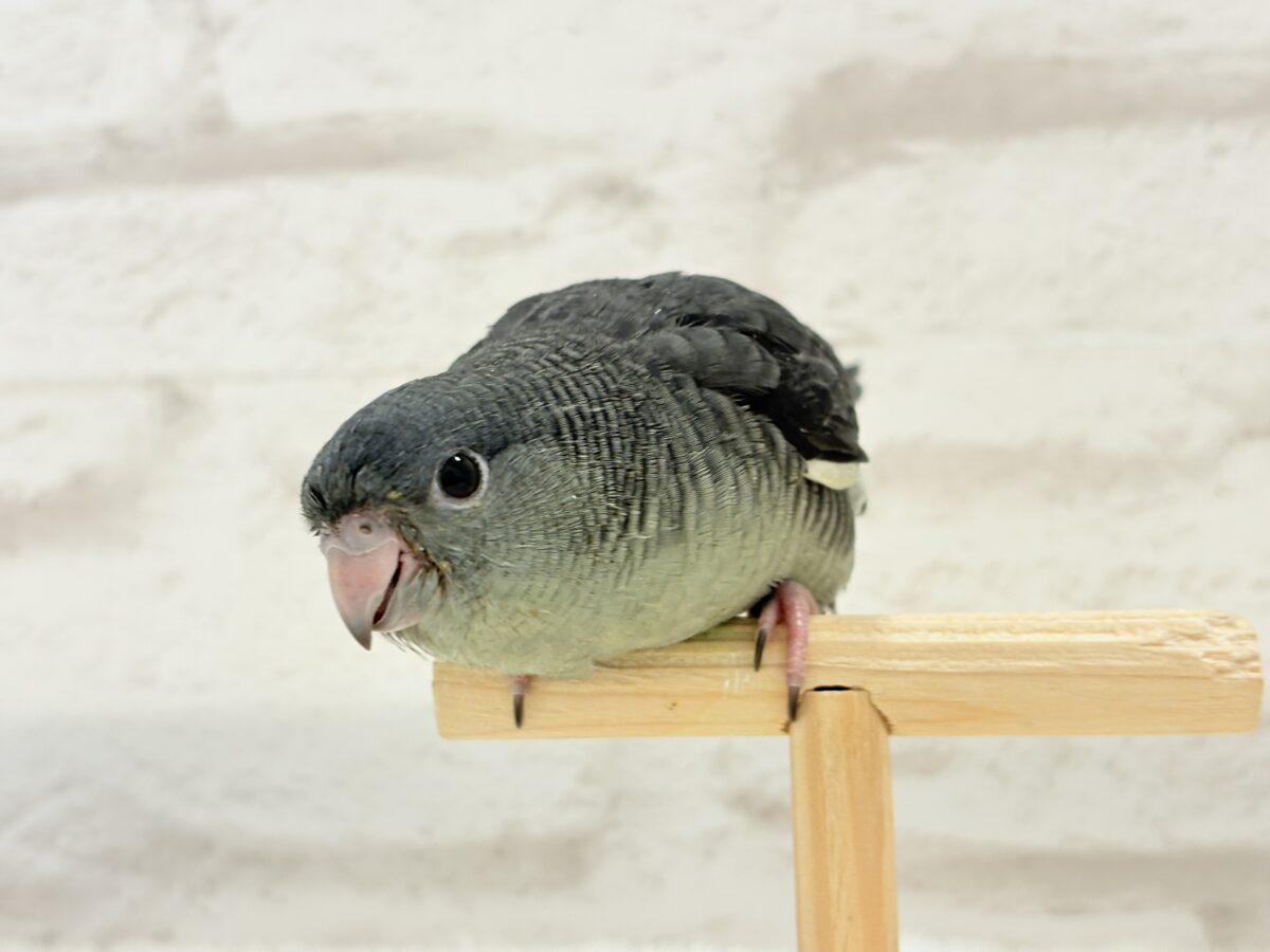 サザナミインコ