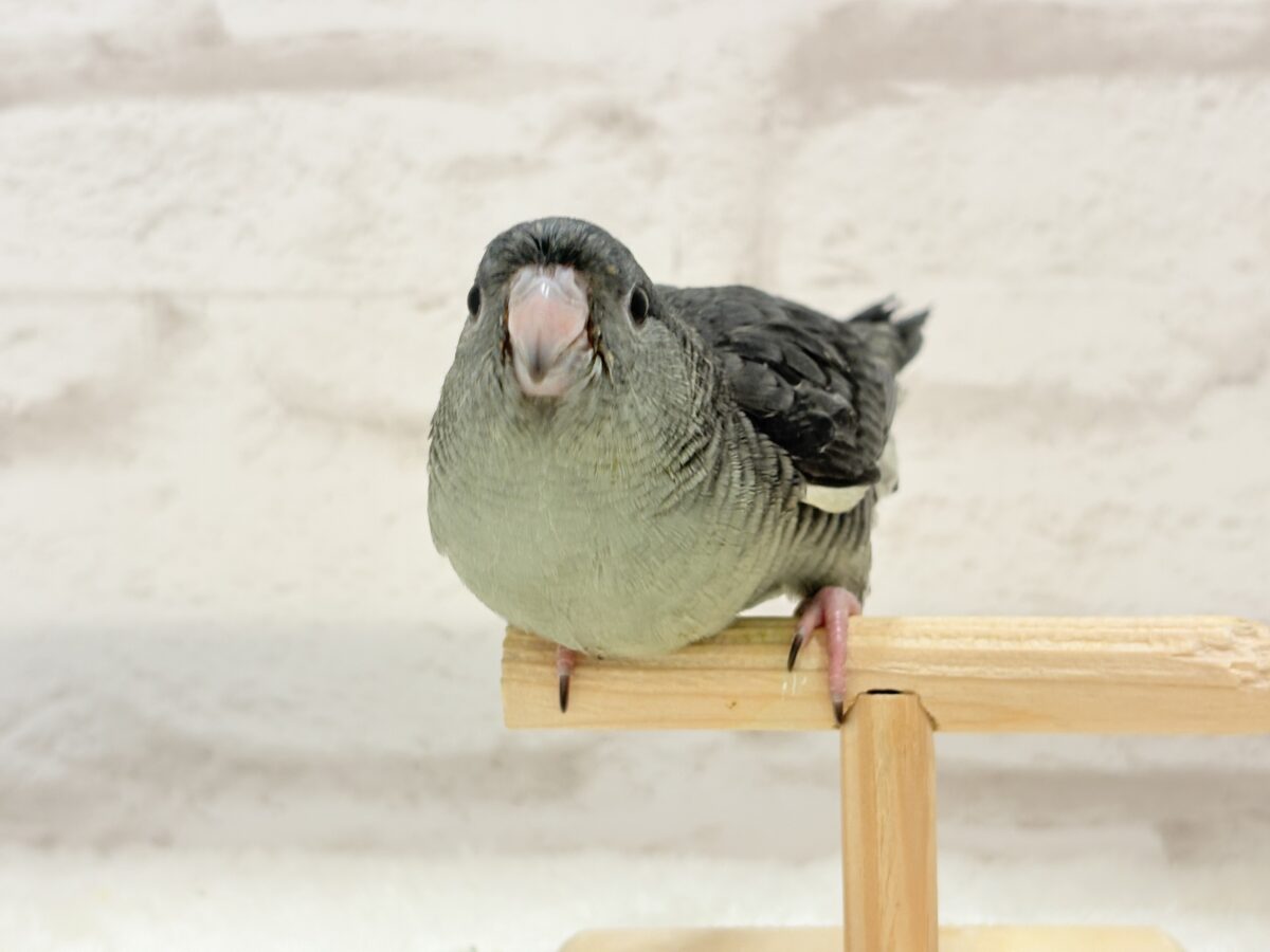 サザナミインコ