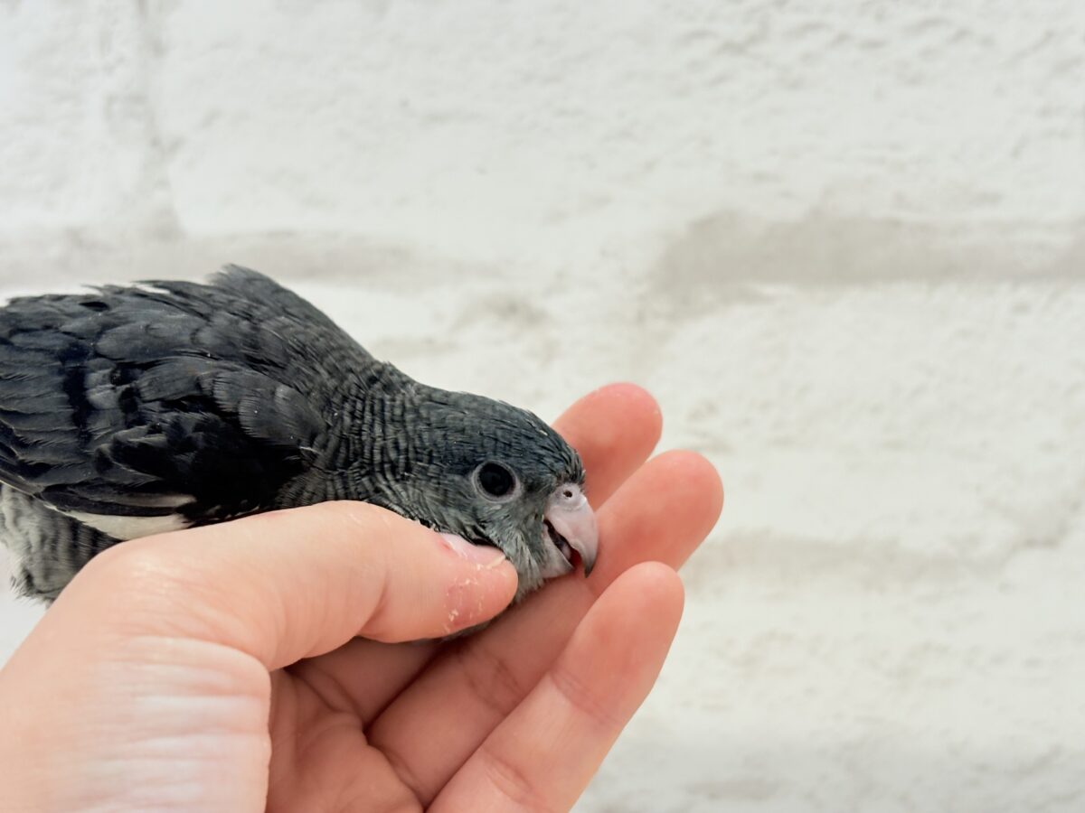 サザナミインコ
