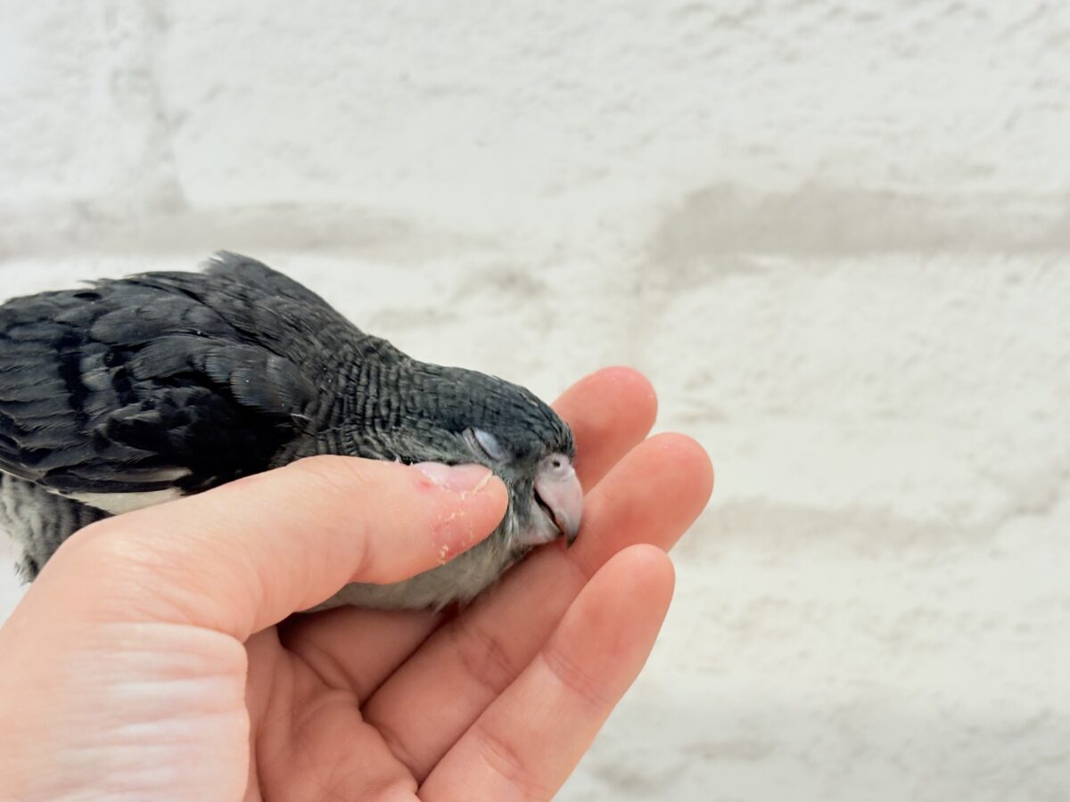 サザナミインコ