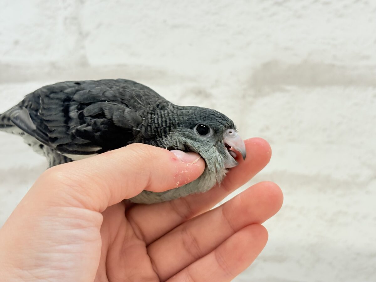サザナミインコ