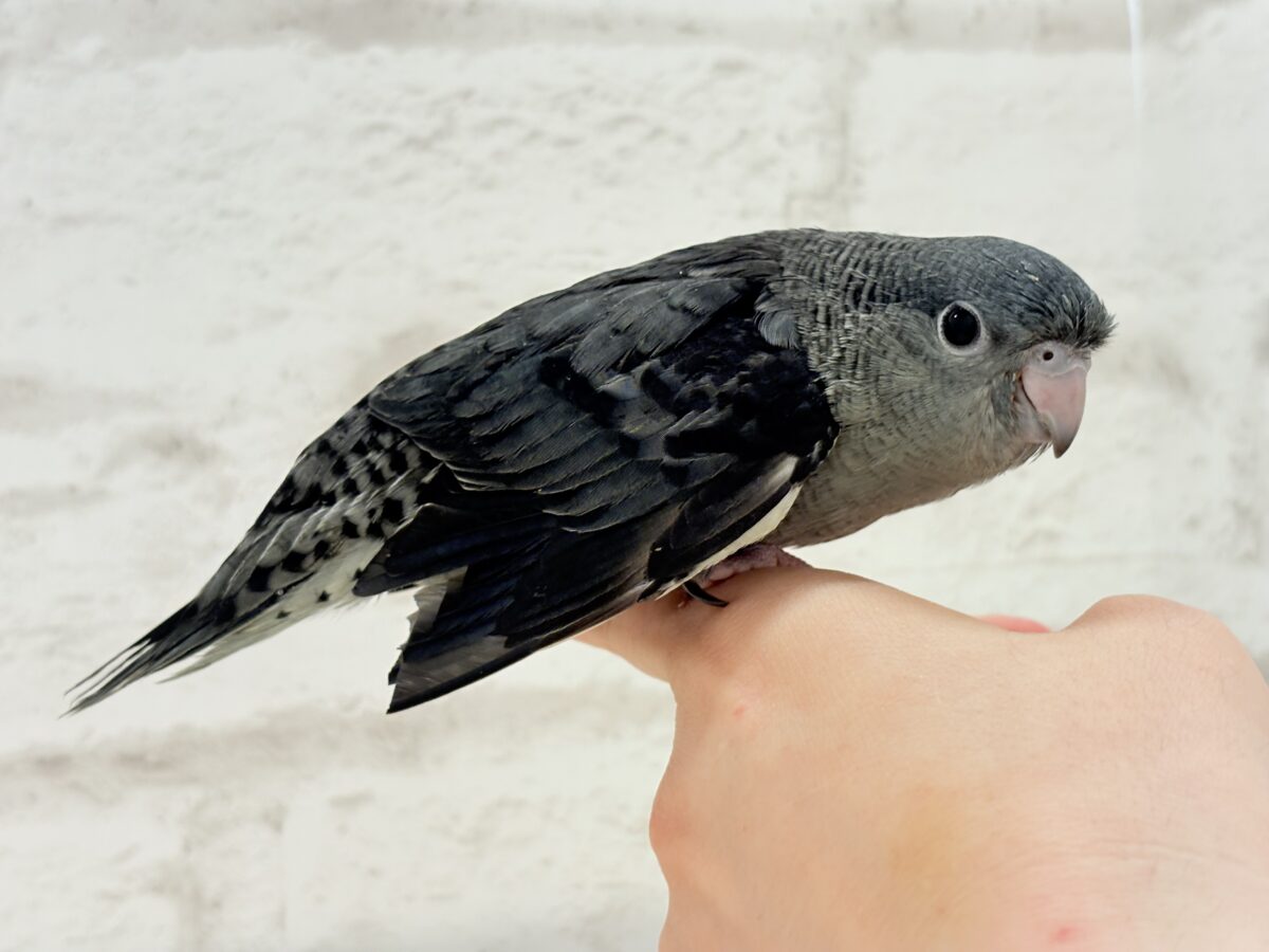 サザナミインコ