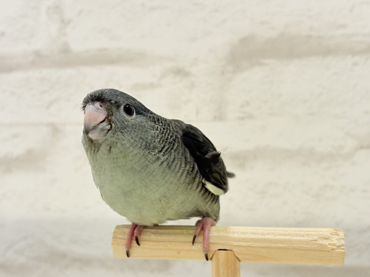 サザナミインコ