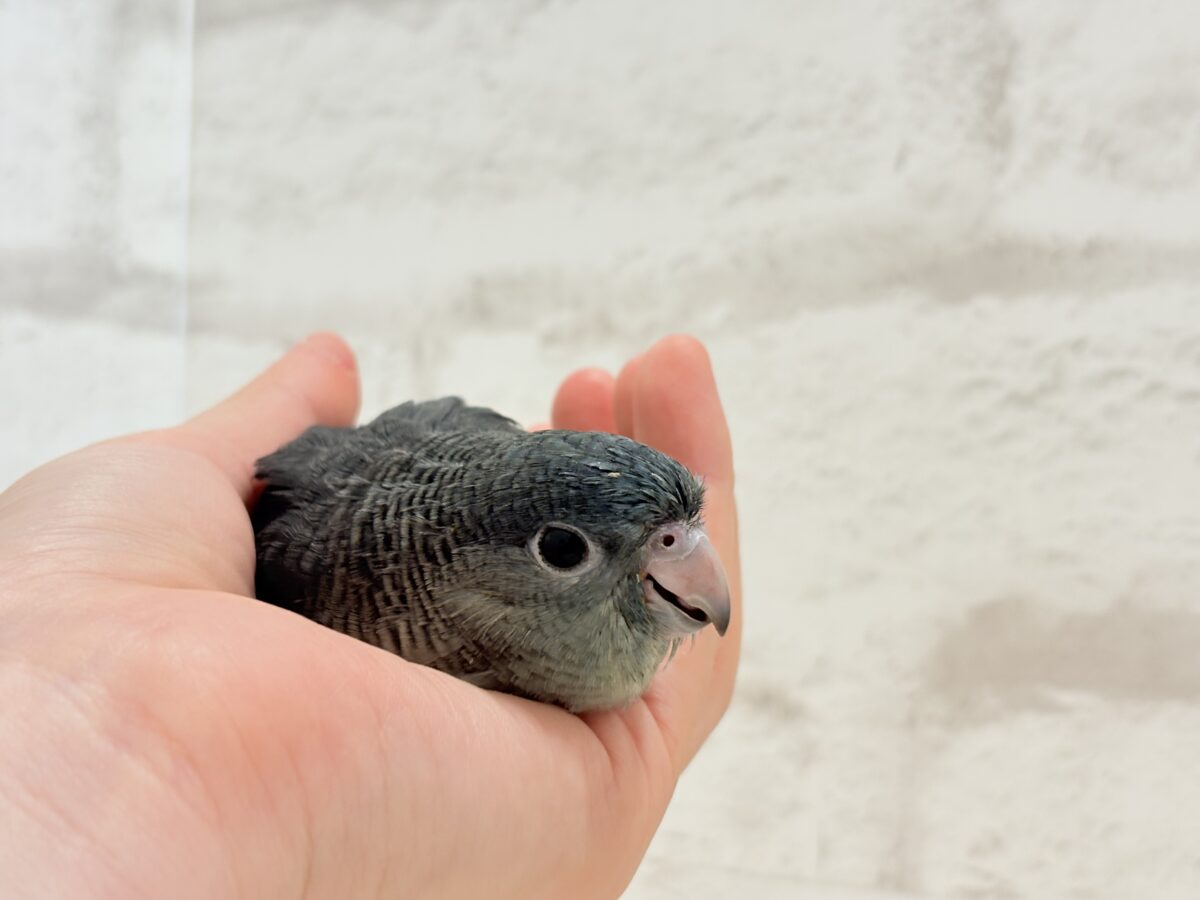 サザナミインコ