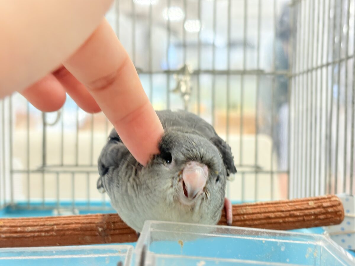 サザナミインコ