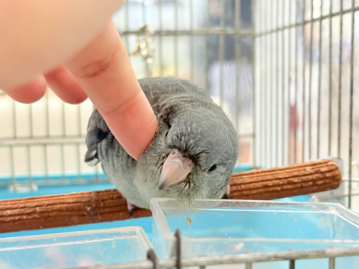 サザナミインコ