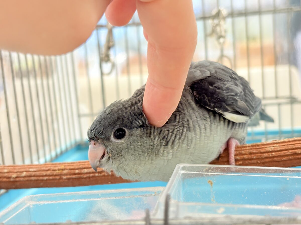 サザナミインコ