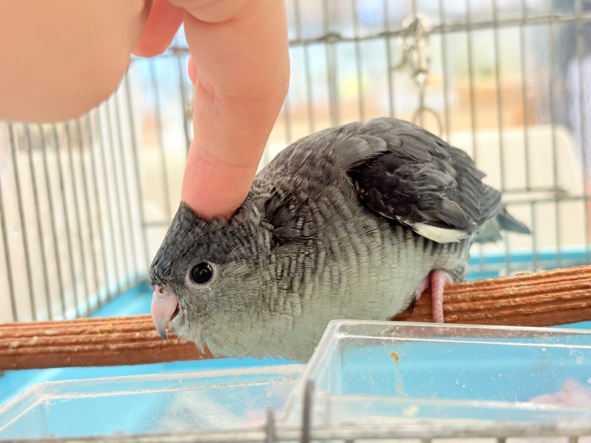 サザナミインコ