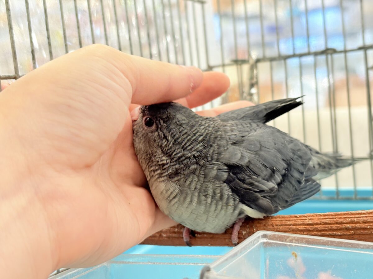 サザナミインコ