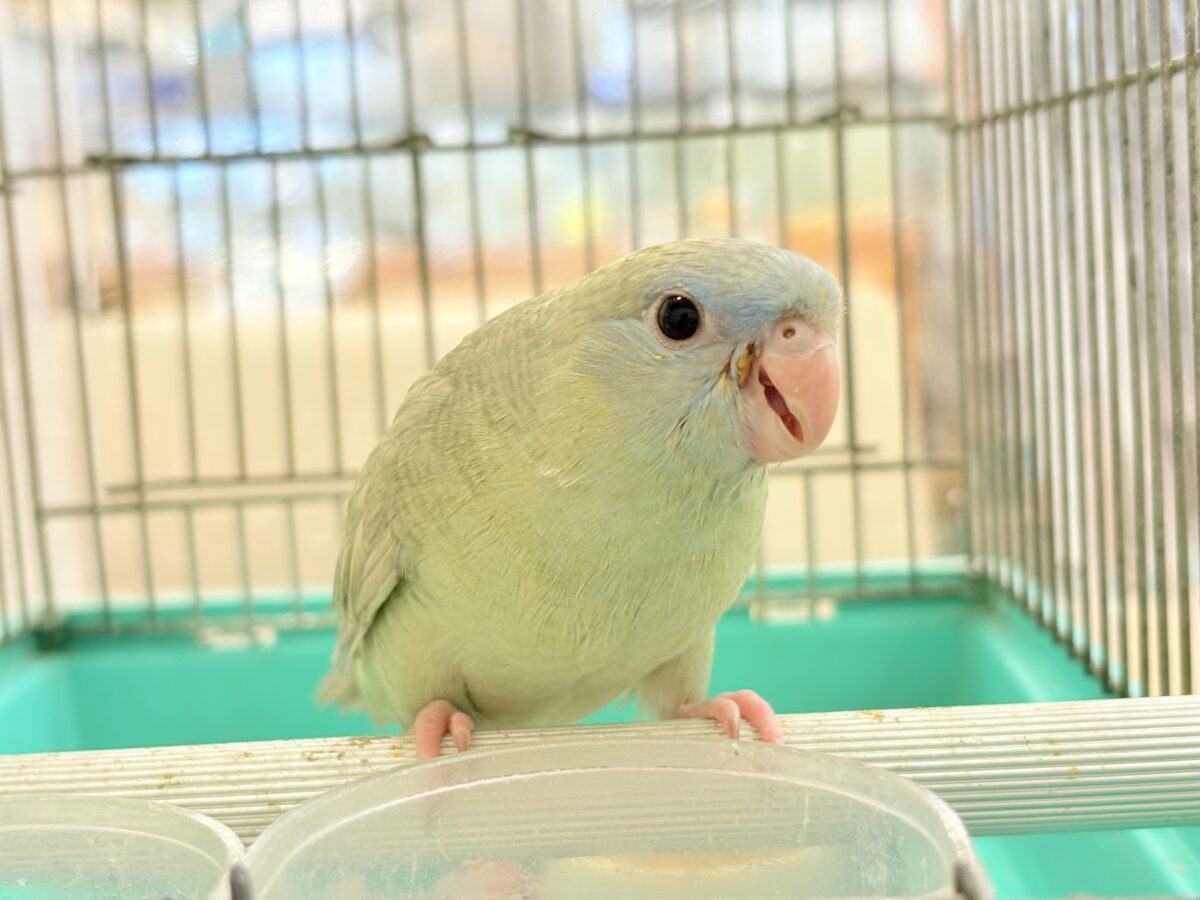 サザナミインコ