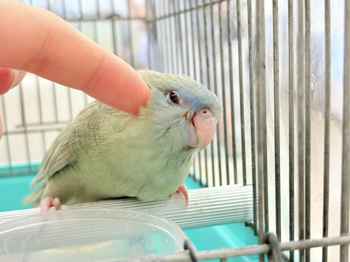 サザナミインコ