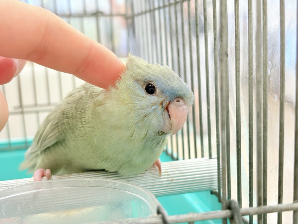 サザナミインコ