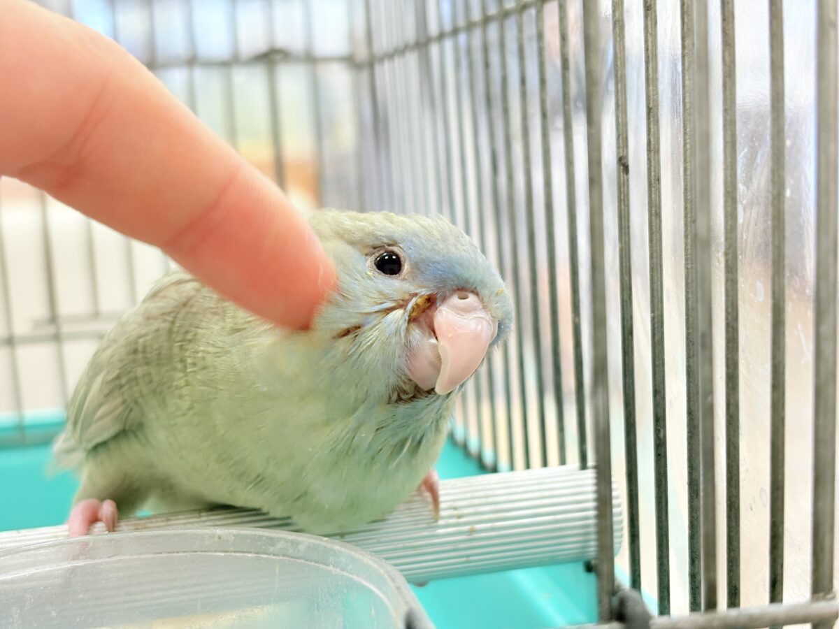 サザナミインコ
