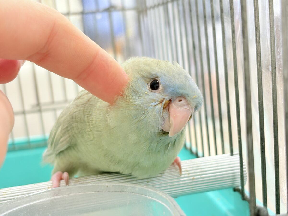 サザナミインコ