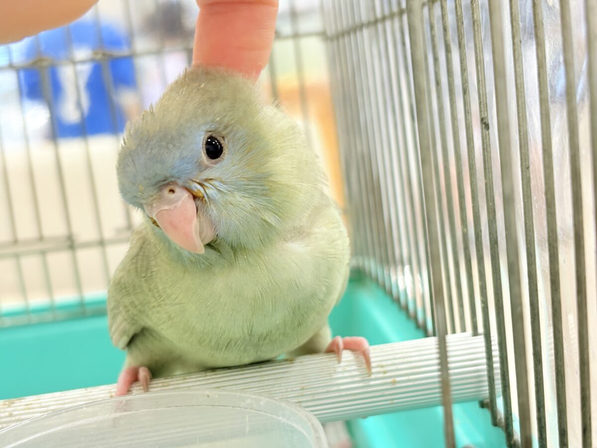 サザナミインコ
