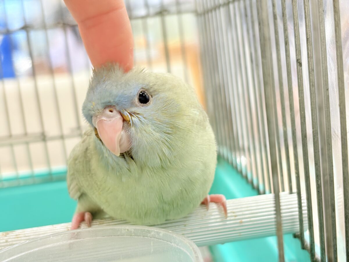 サザナミインコ