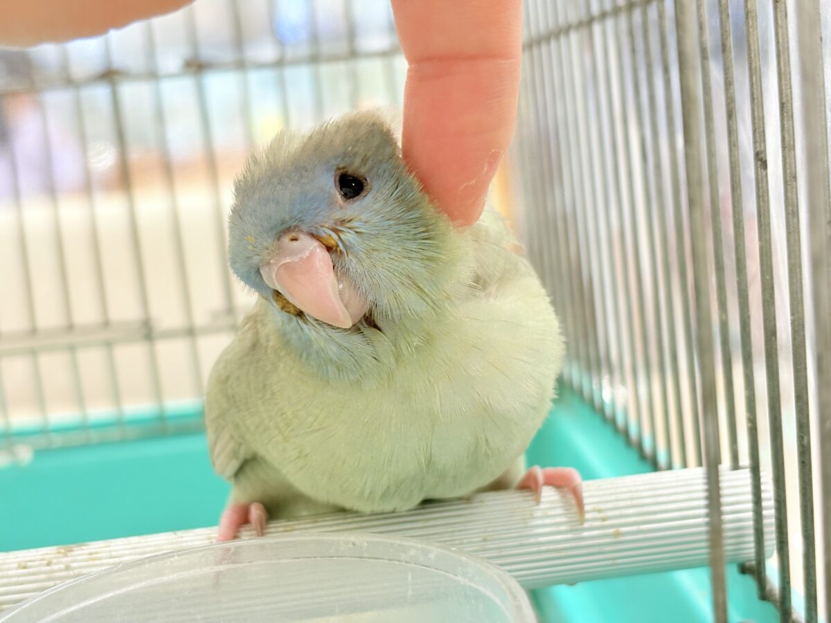 サザナミインコ