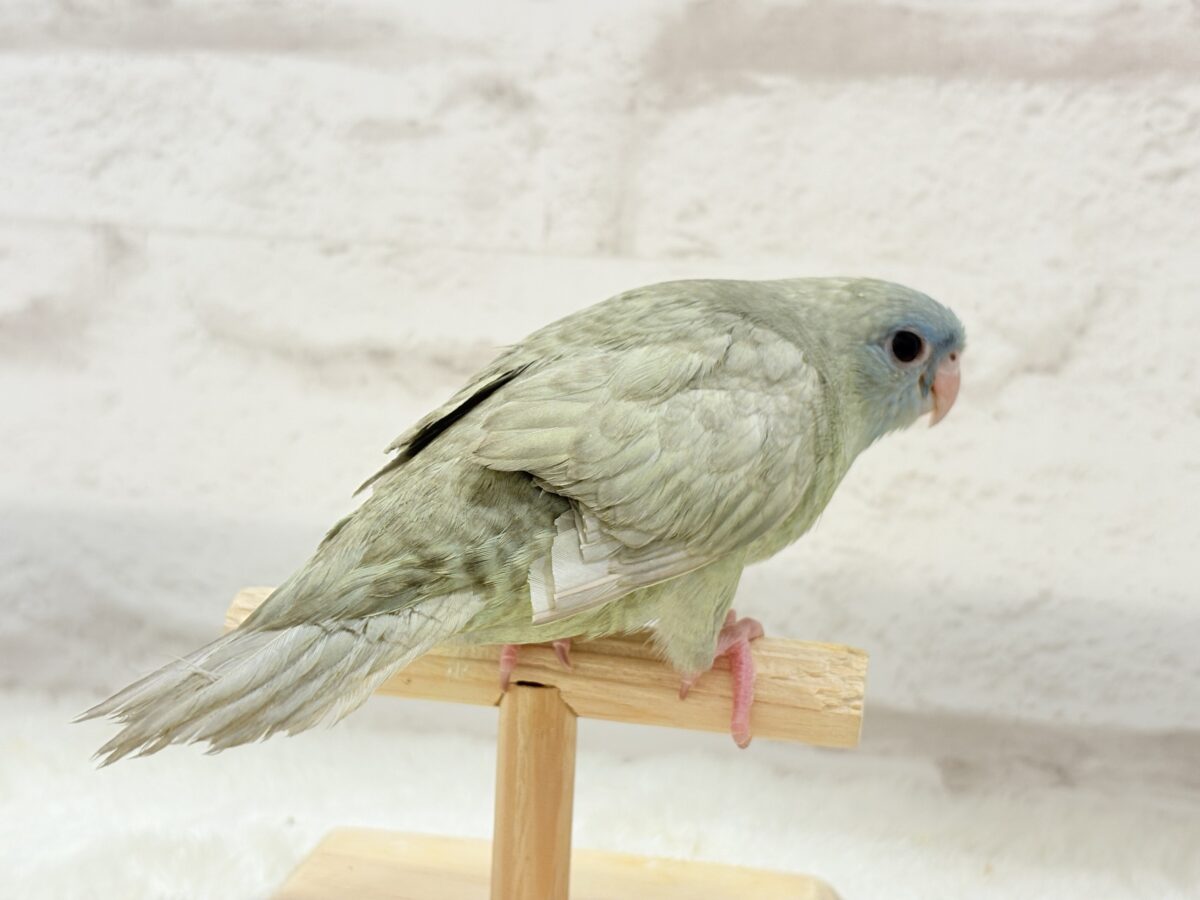 サザナミインコ