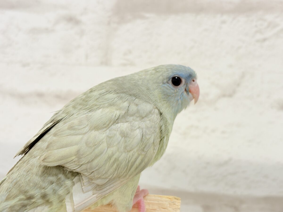 サザナミインコ