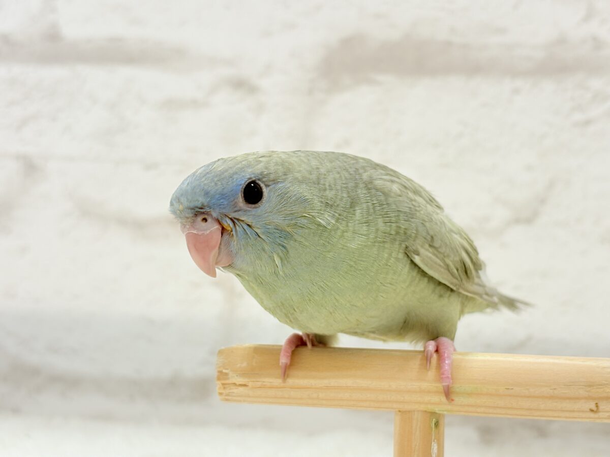 サザナミインコ