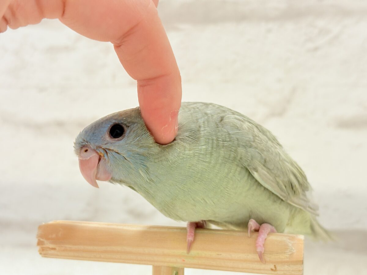 サザナミインコ