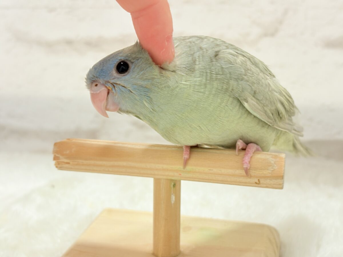 サザナミインコ