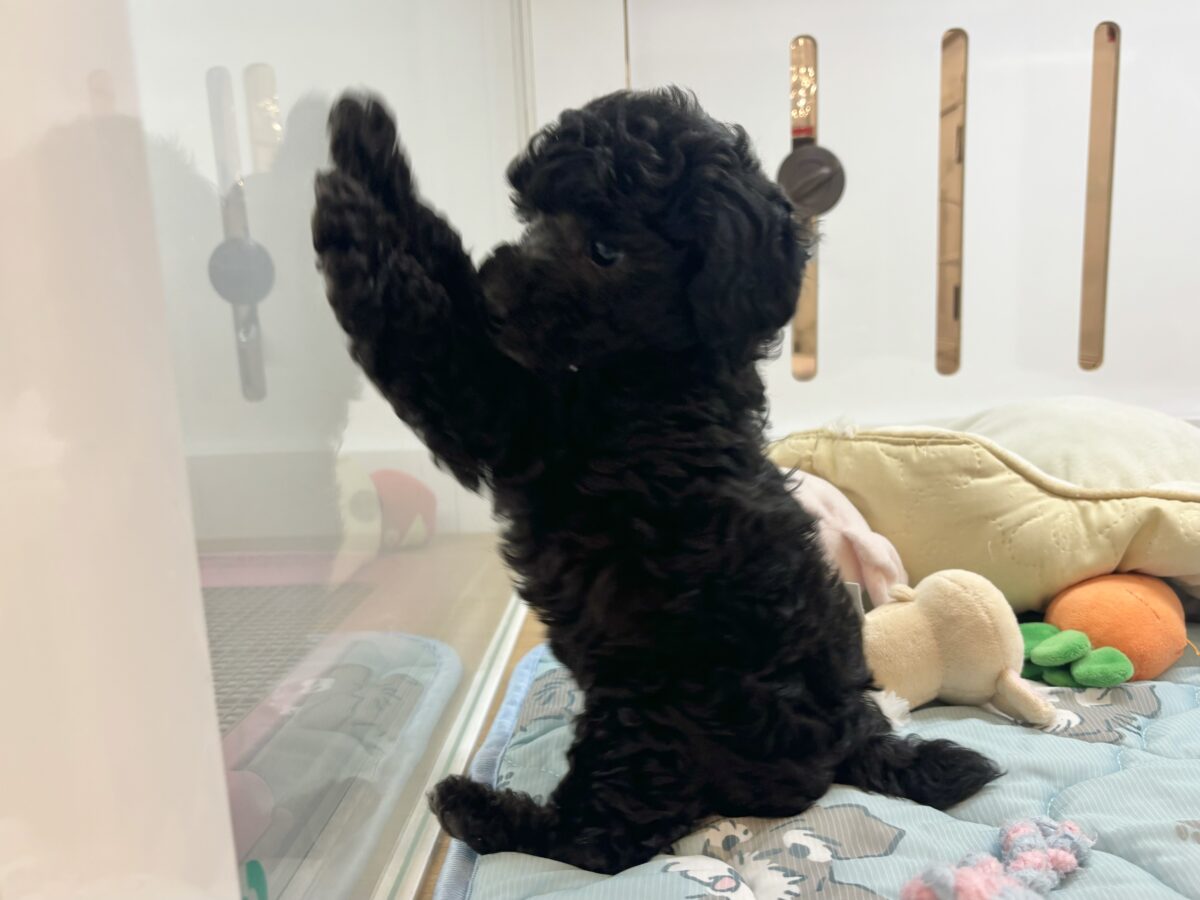 楽しみと愛おしさが続く〜🎶トイプードルくん! トイプードル