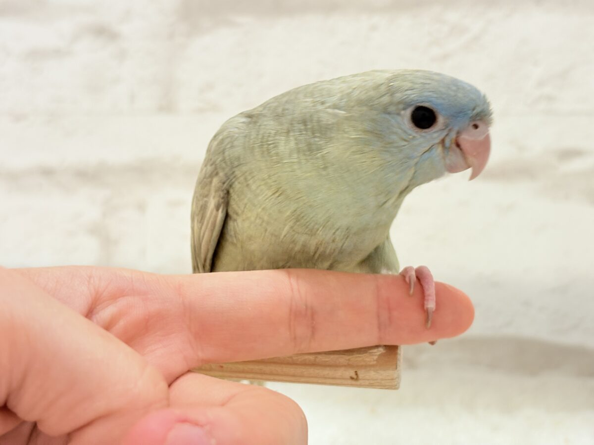 サザナミインコ