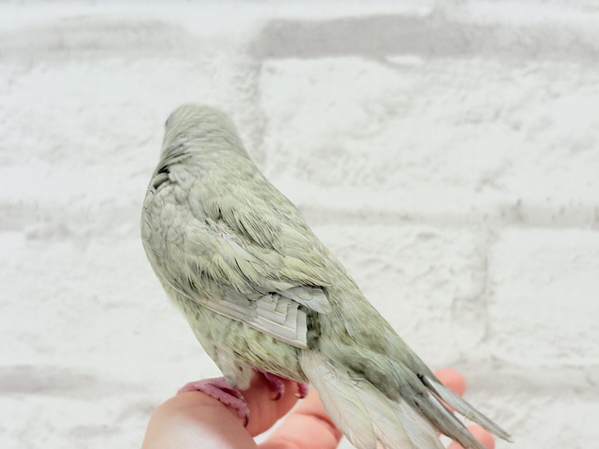 サザナミインコ