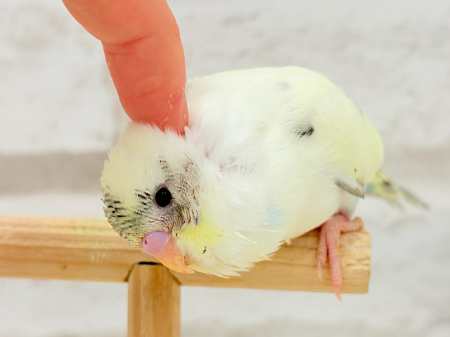 【動画更新🪄ひとり餌になりました‪☆】上目遣いの上級者🐣💫セキセイインコ(クリームハルクイン) ヒナ