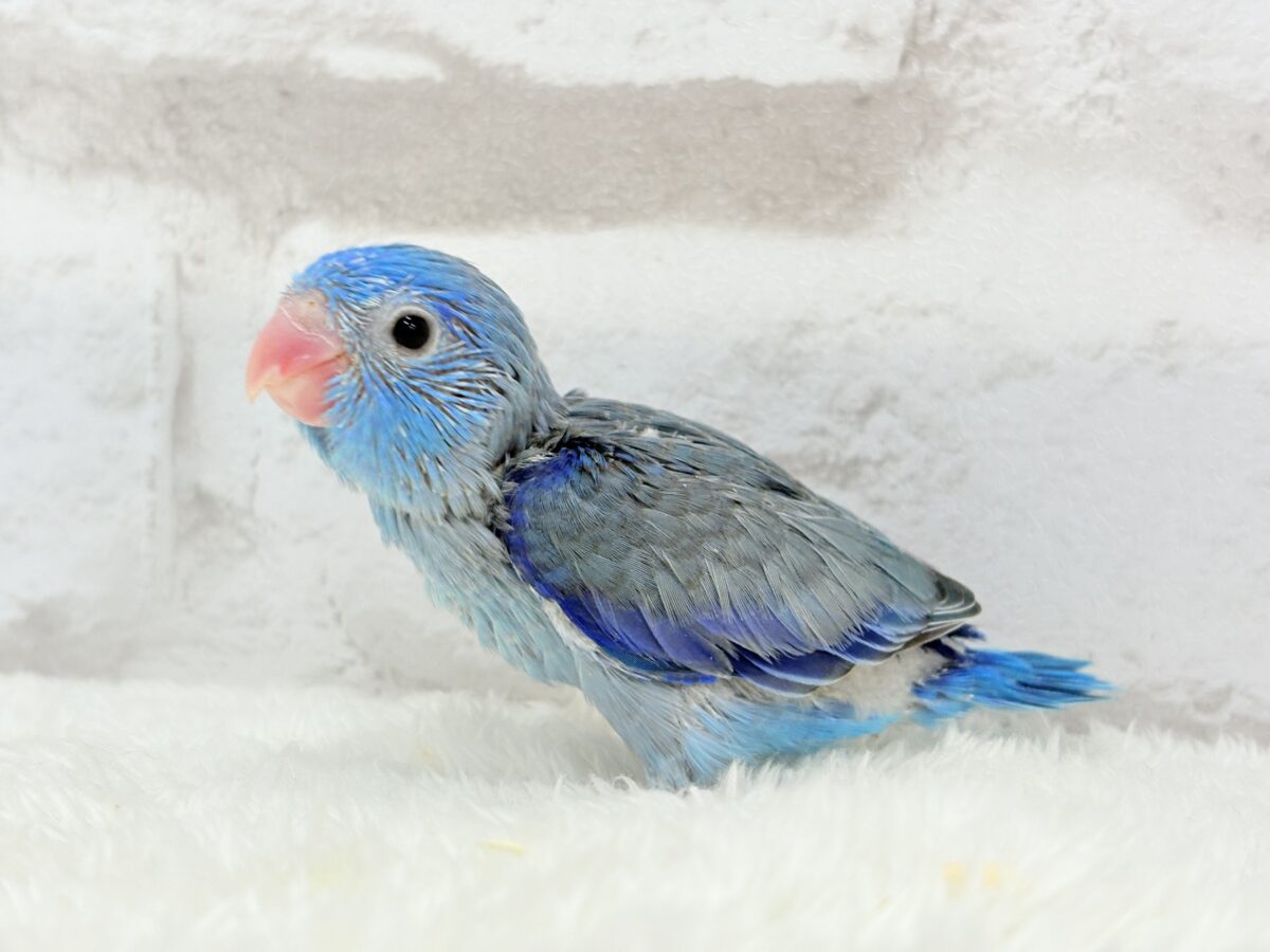 マメルリハ