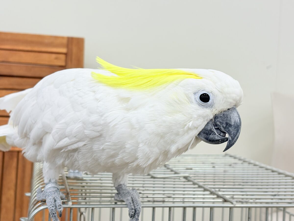 アルーキバタン