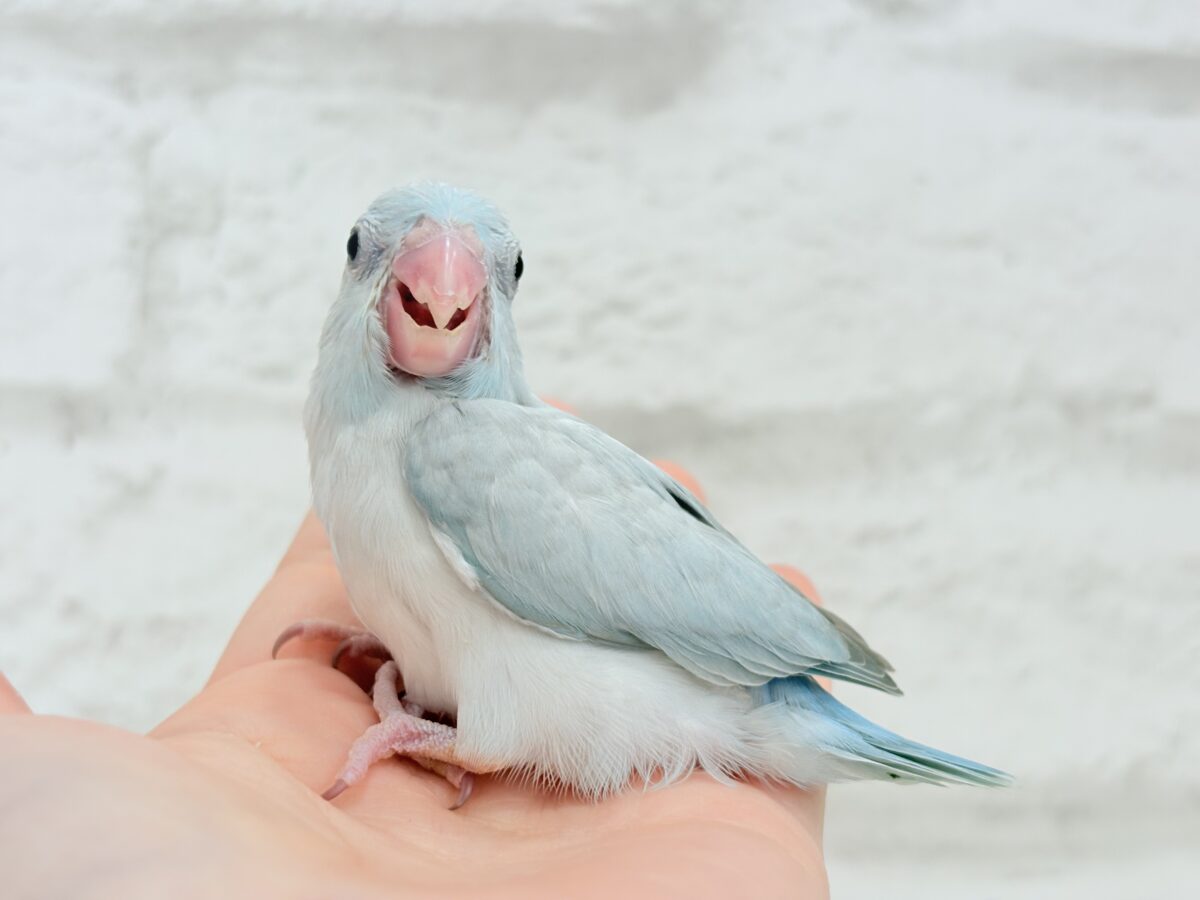 マメルリハ