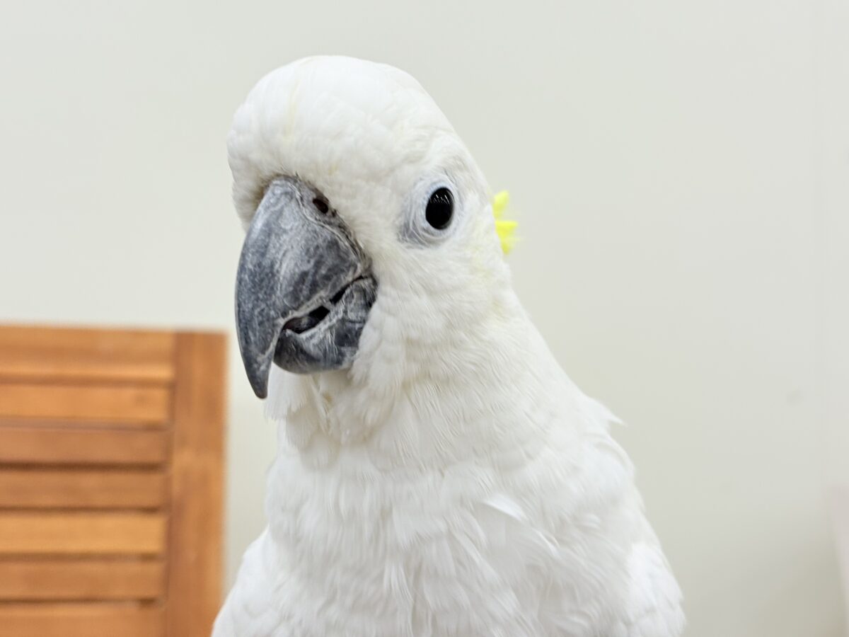 アルーキバタン