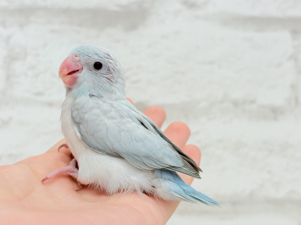 マメルリハ