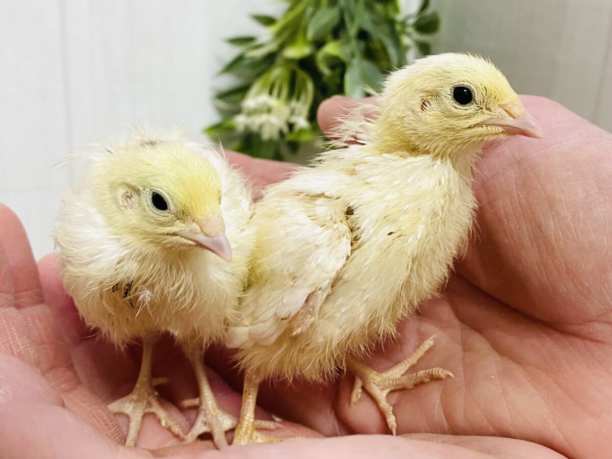 ピヨピヨ〜🐥⸒⸒真っ白姿になるのかなぁ？白ウズラやって来た‼️
