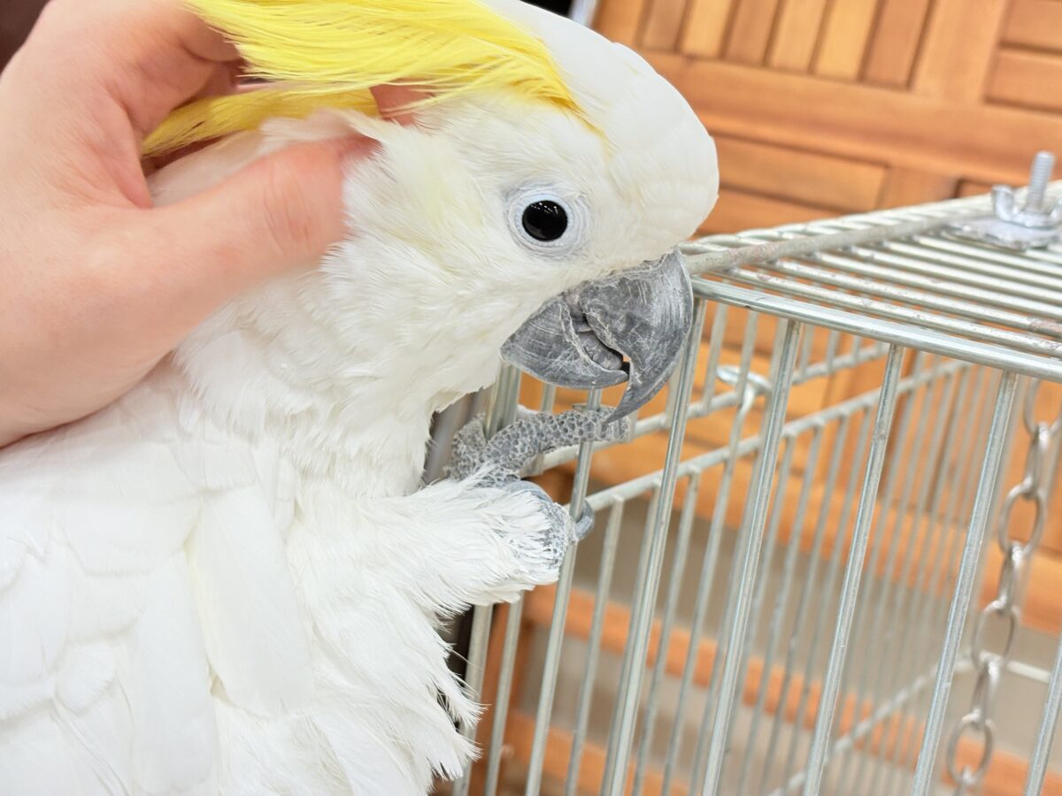 アルーキバタン