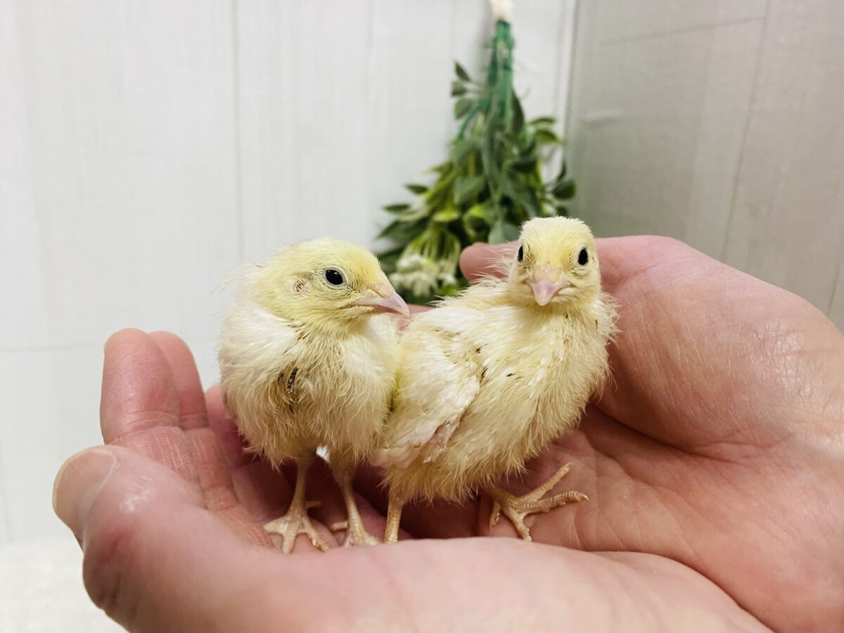 白ウズラ
