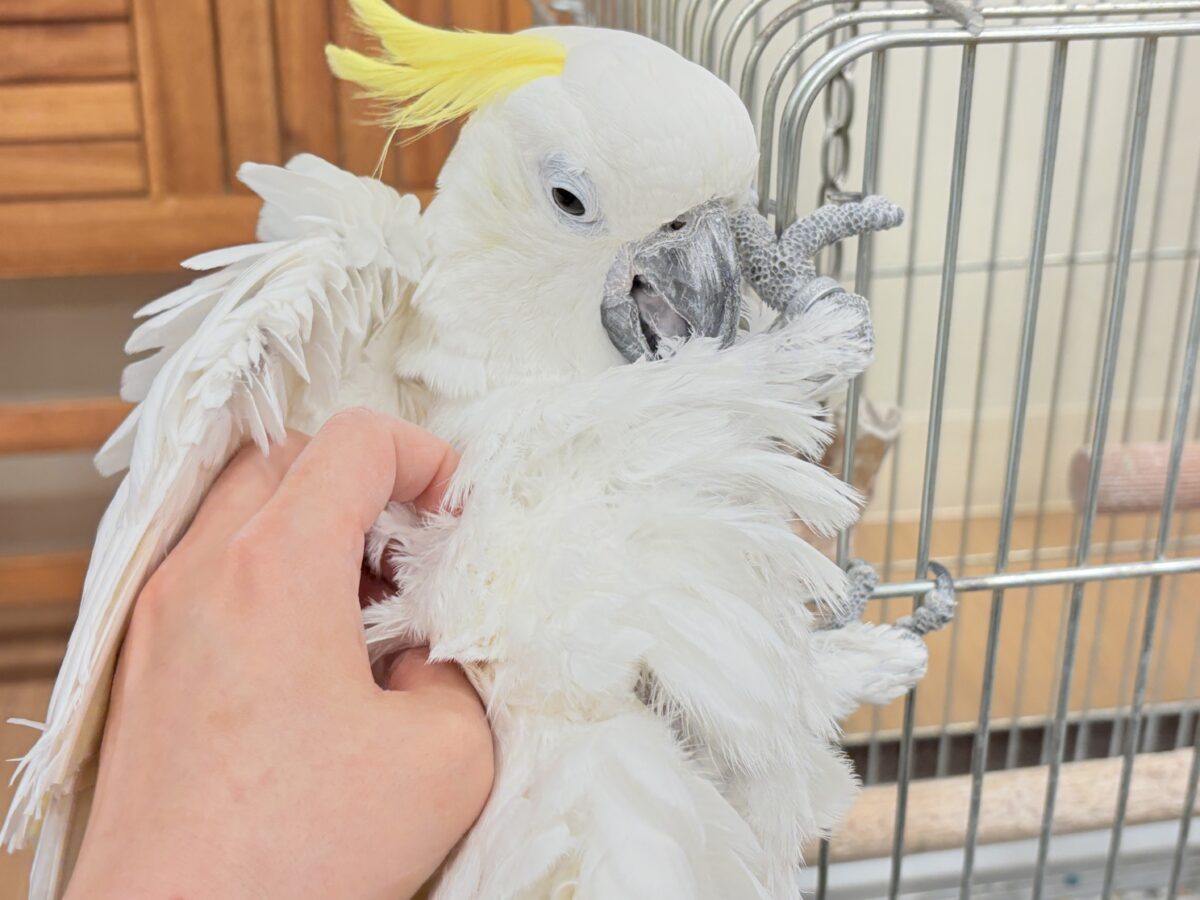 アルーキバタン