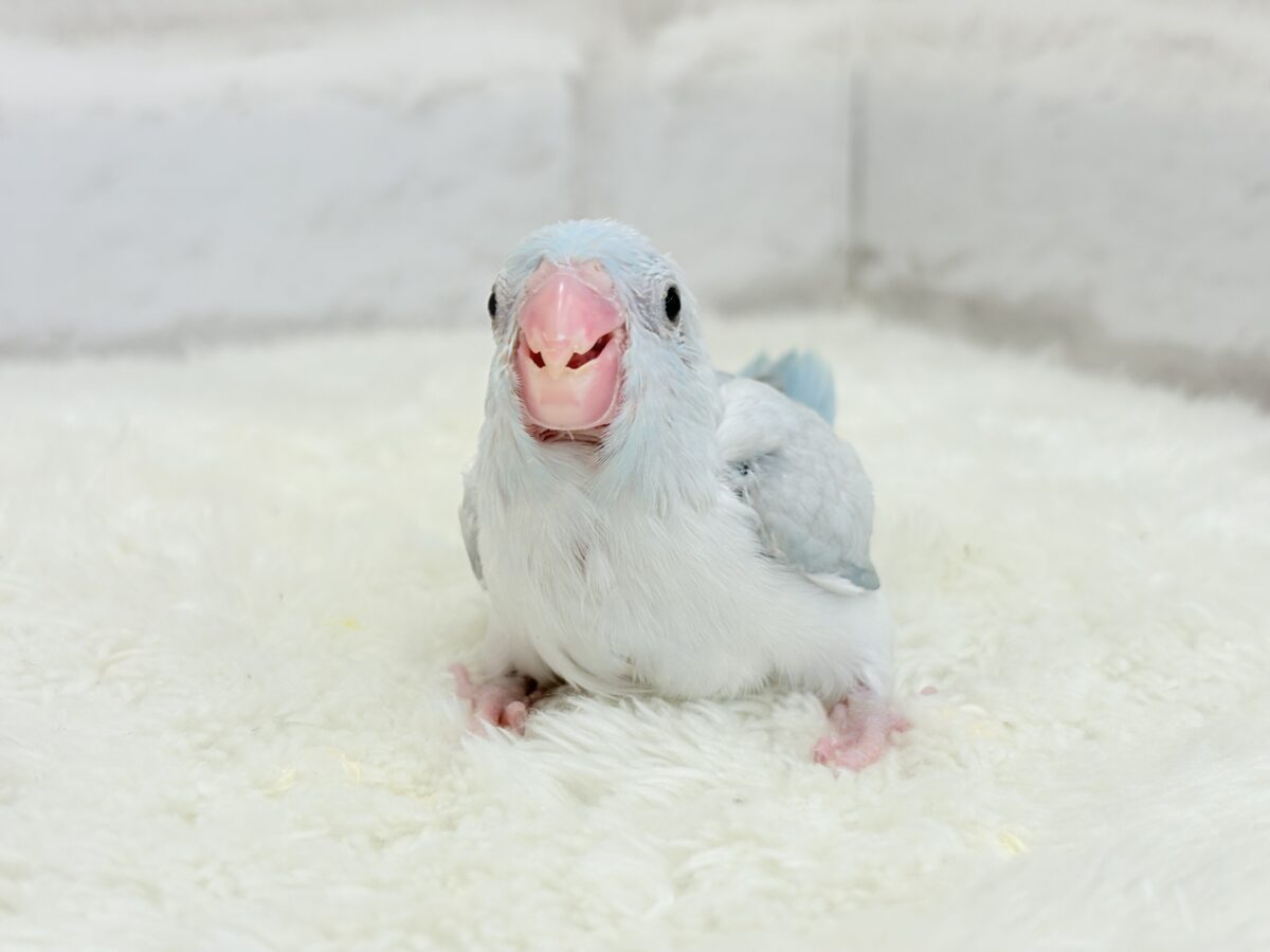 マメルリハ