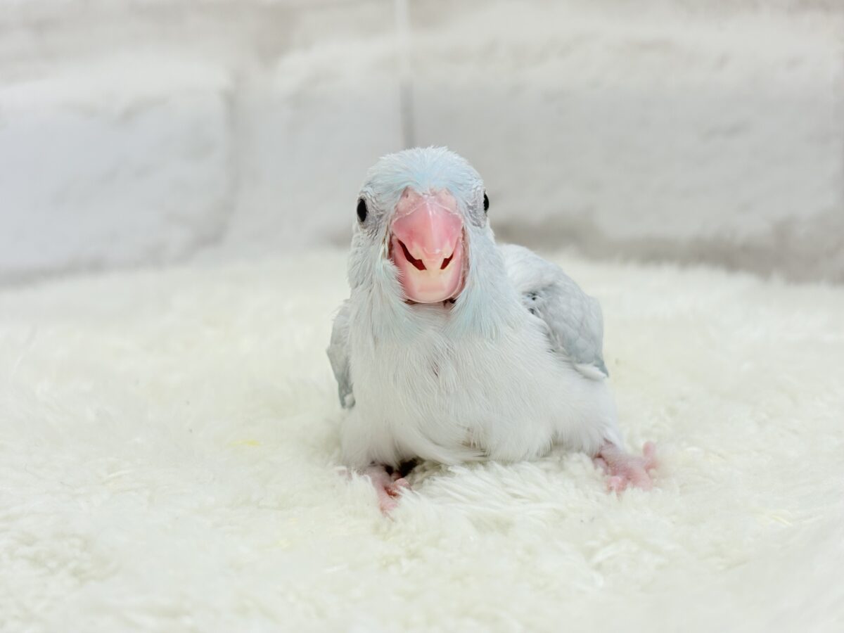 マメルリハ