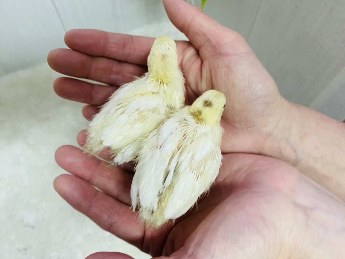 白ウズラ